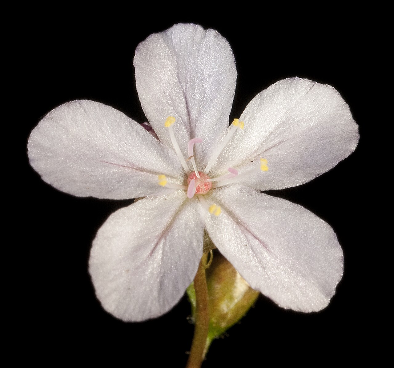 Drosera dichrosepala — de bloem