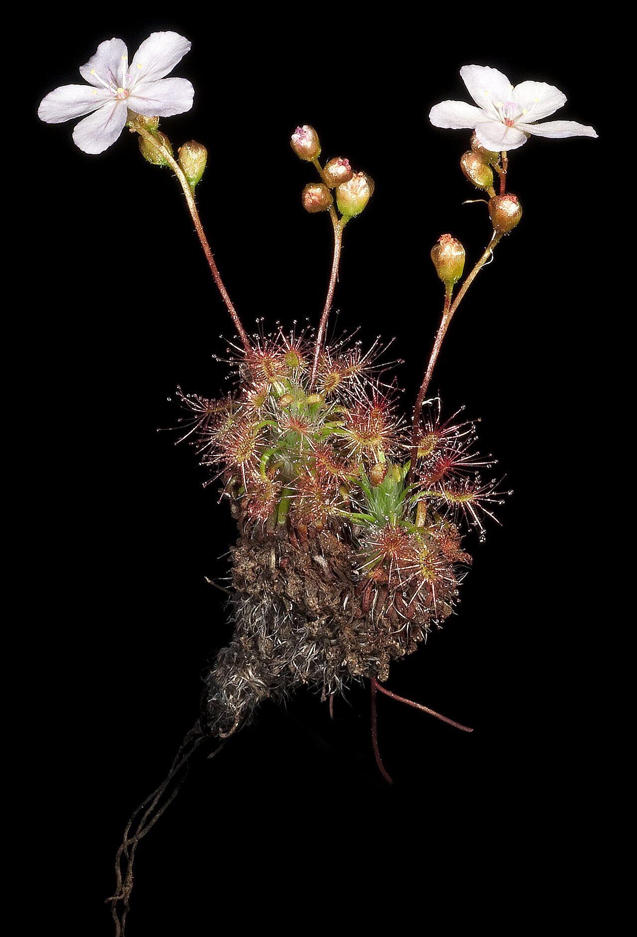 Drosera dichrosepala