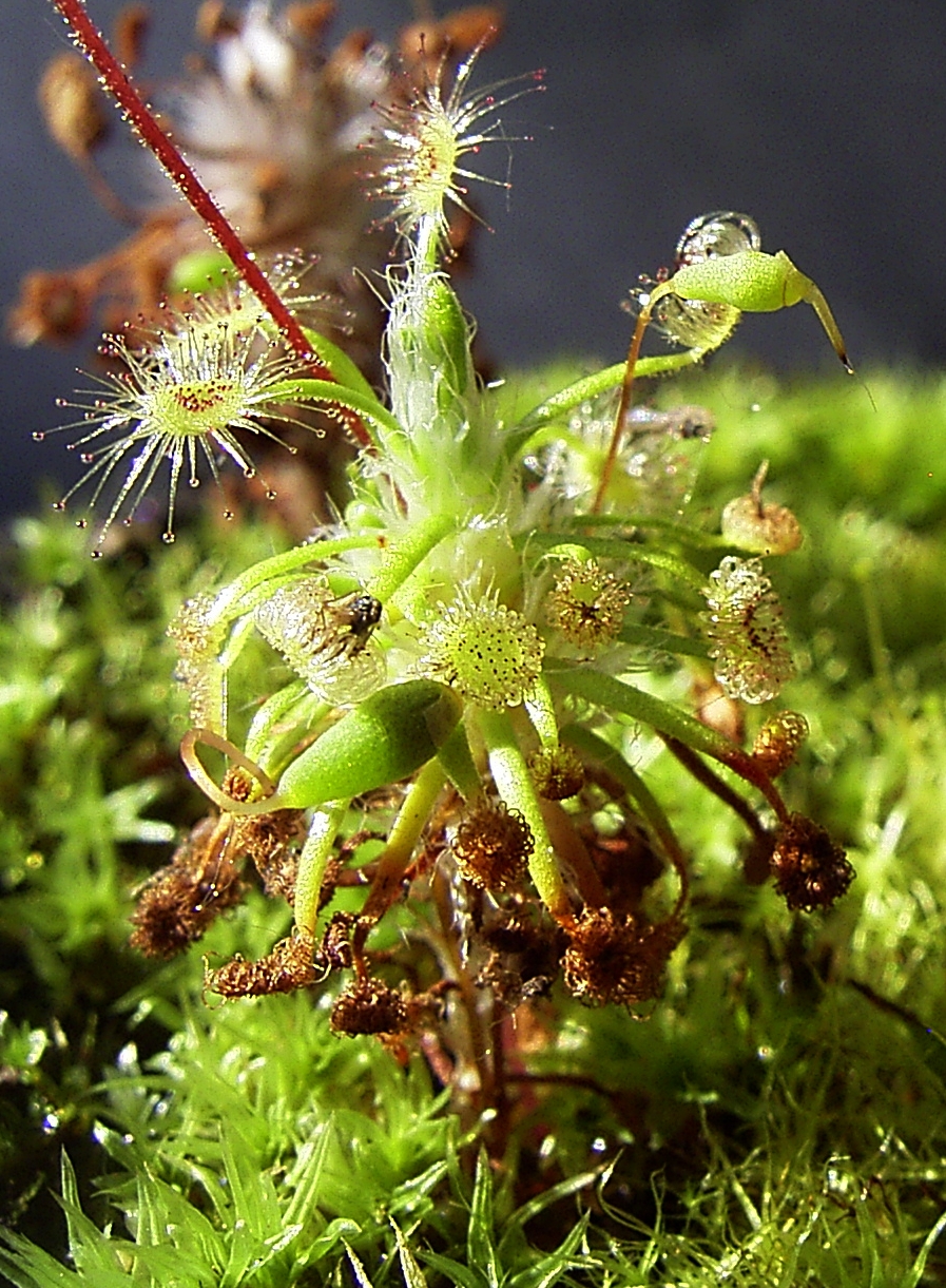 Drosera dichrosepala — de val van dichtbij