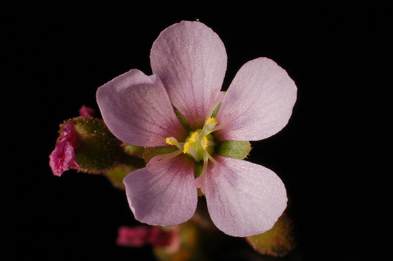Drosera dielsiana — la flor