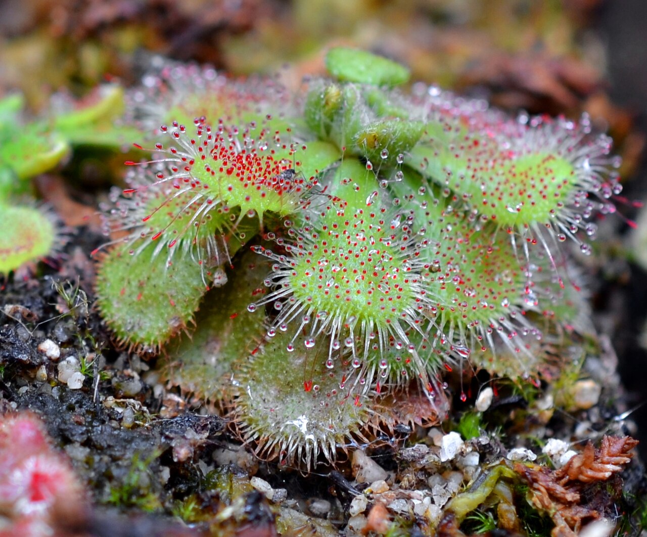 Drosera dielsiana