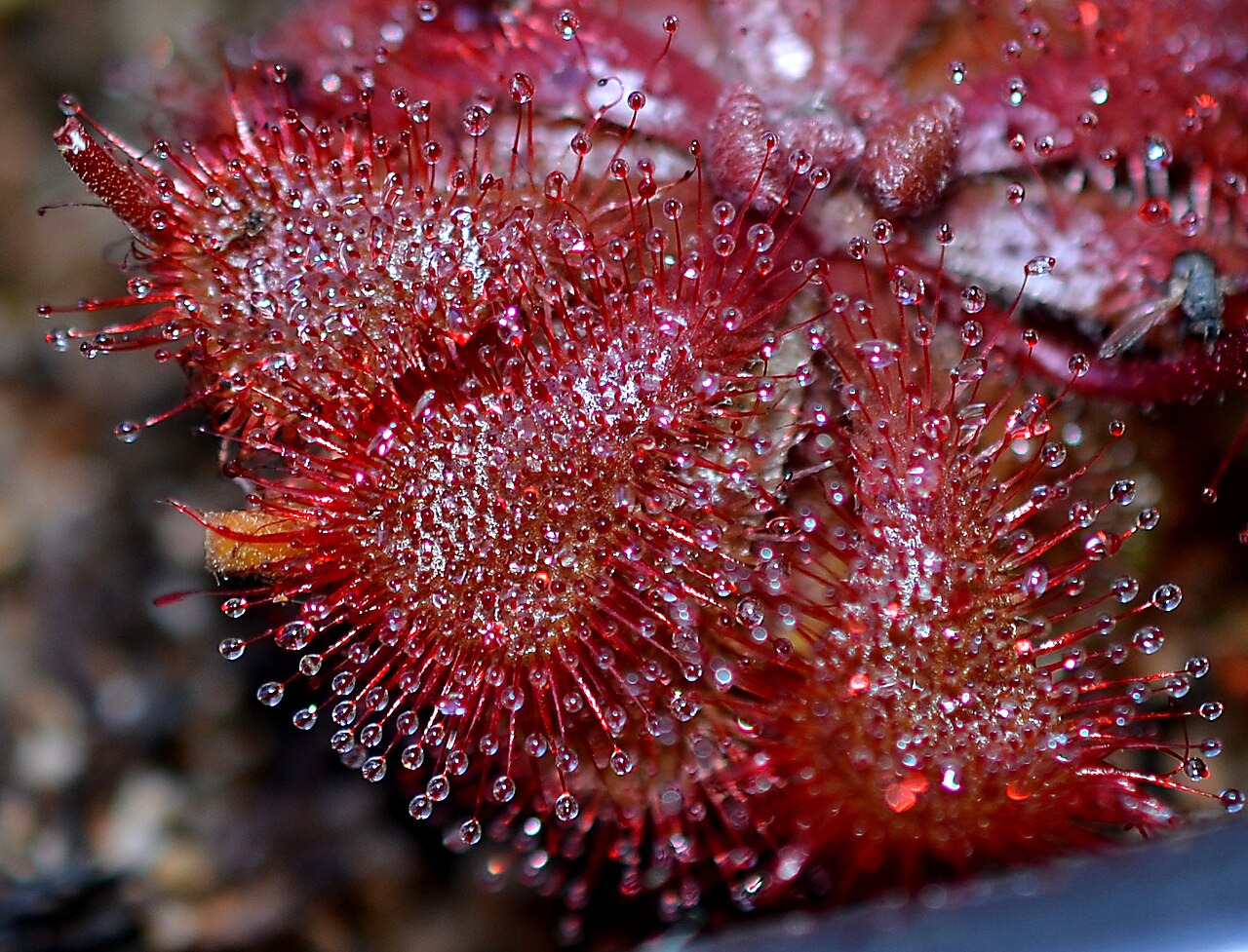 Drosera dielsiana — la trampa de cerca