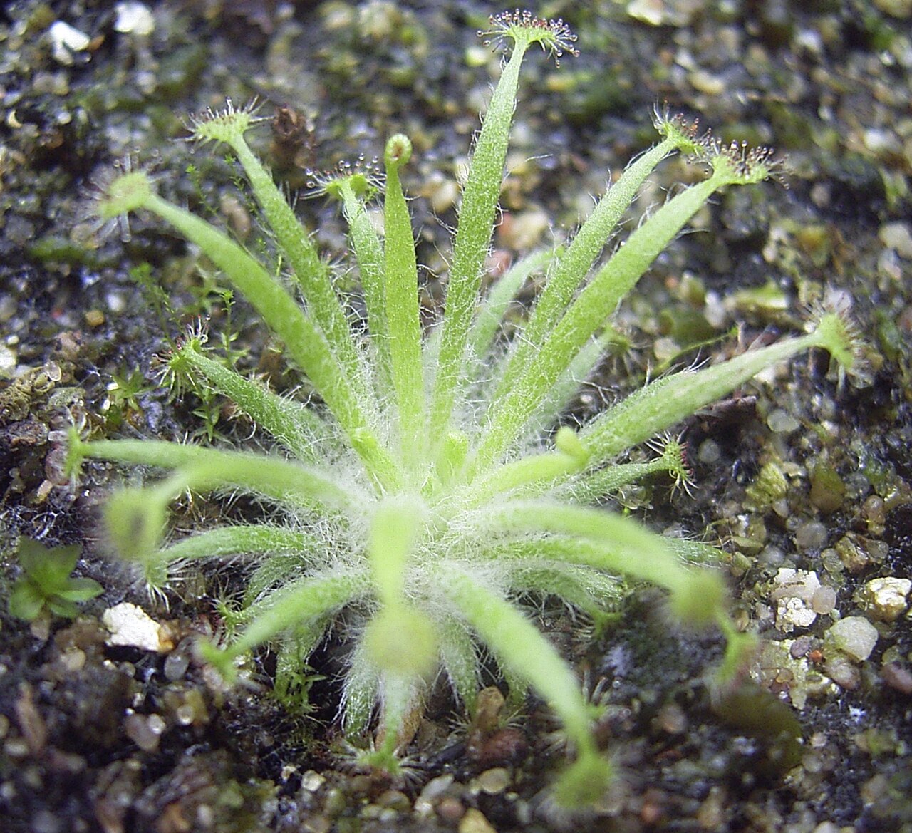 Drosera dilatatopetiolaris