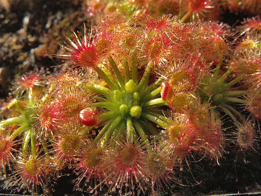 Drosera echinoblastus