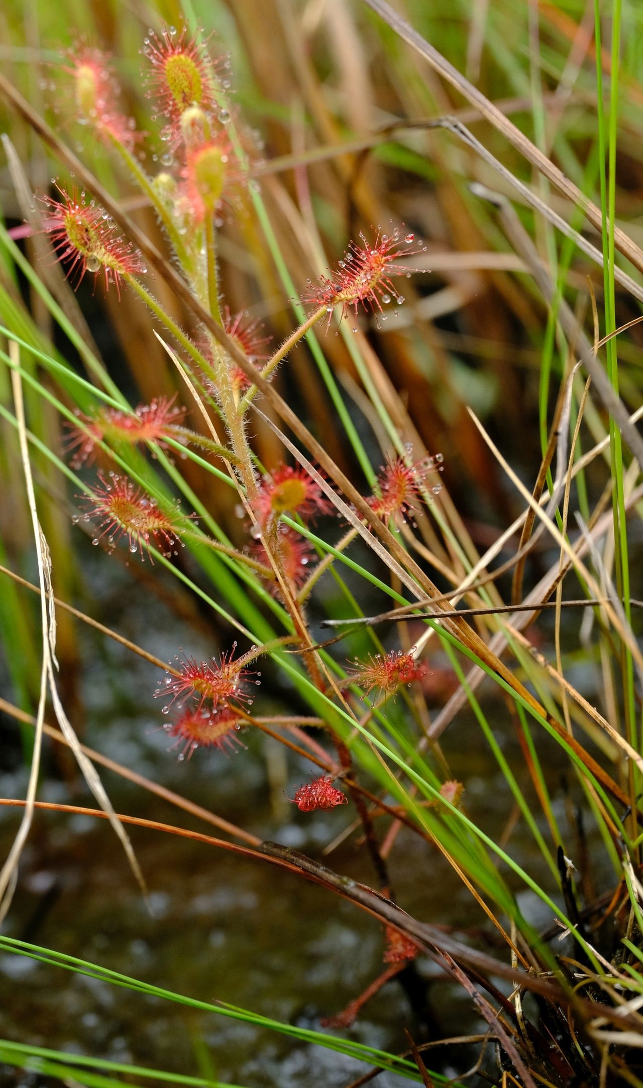 Drosera elongata