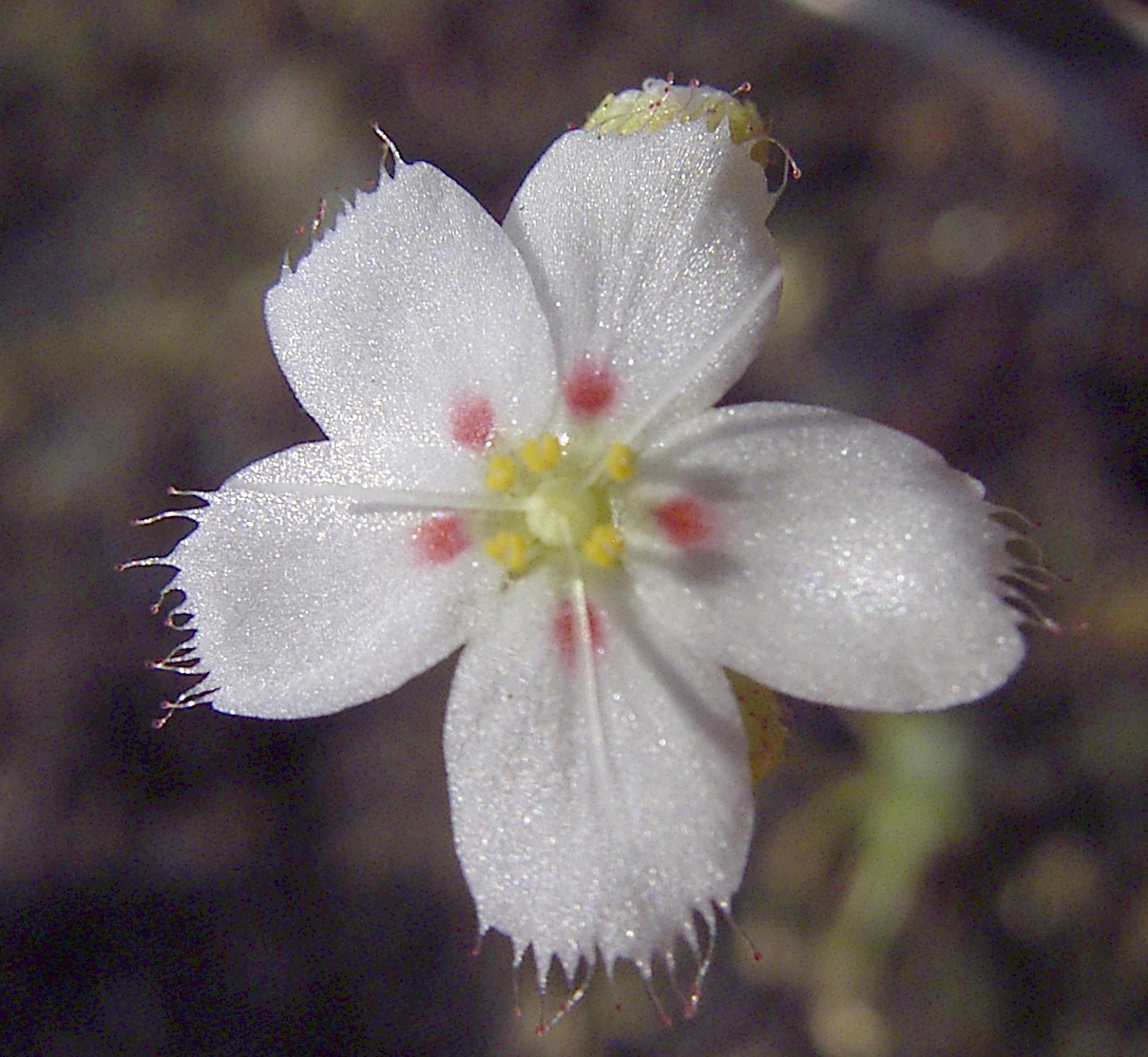 Drosera eneabba — de bloem