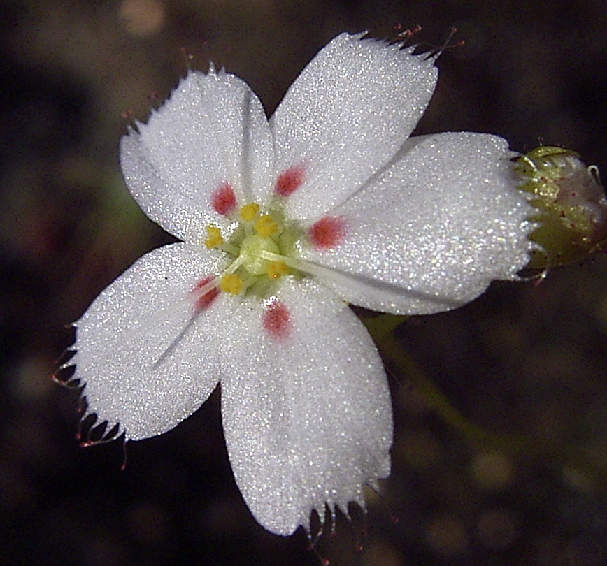 Drosera eneabba