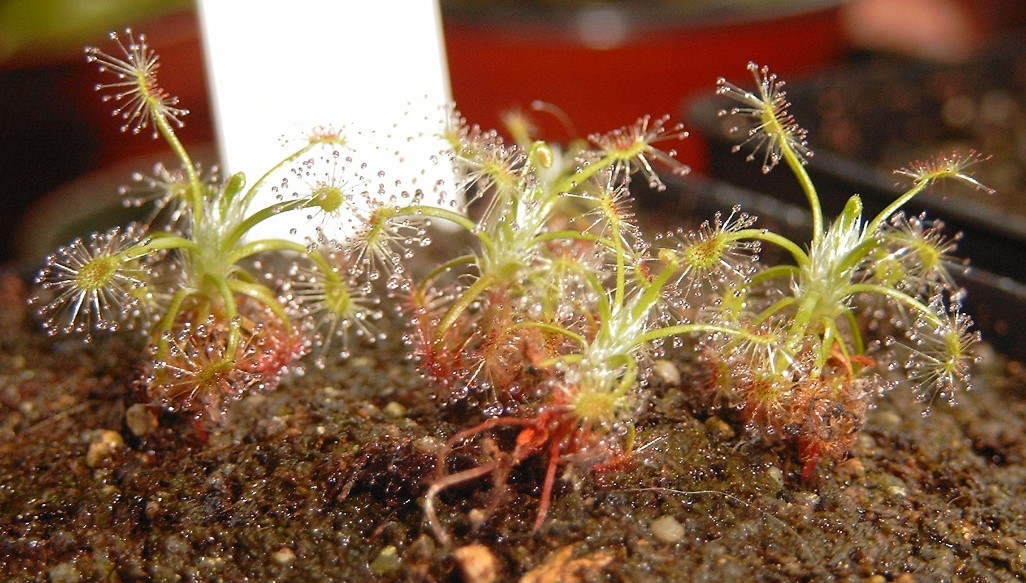 Drosera enodes