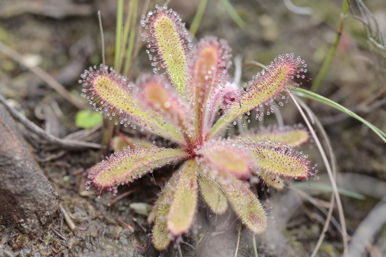 Drosera ericgreenii