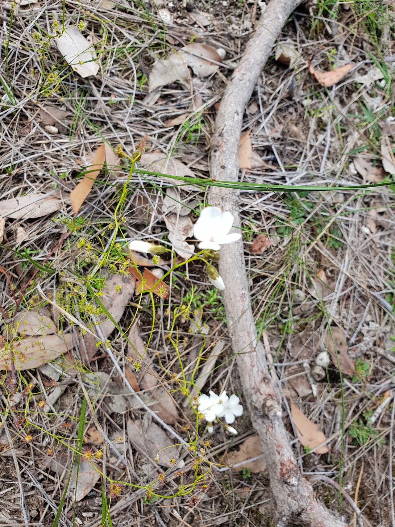 Drosera erythrogyne — the flower
