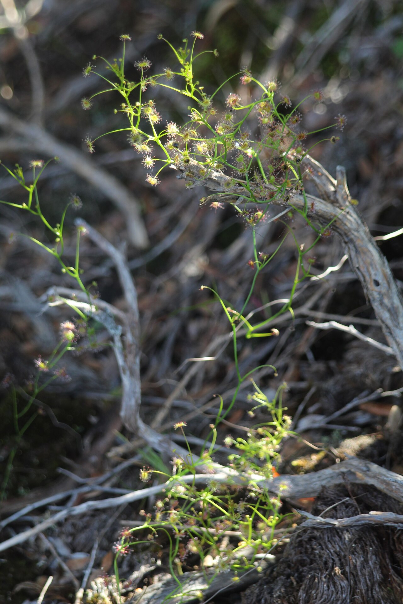 Drosera erythrogyne