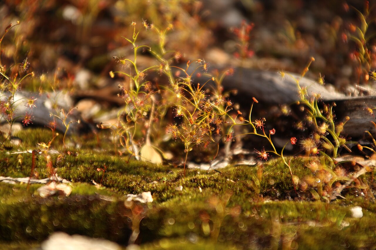 Drosera erythrogyne — the habitat