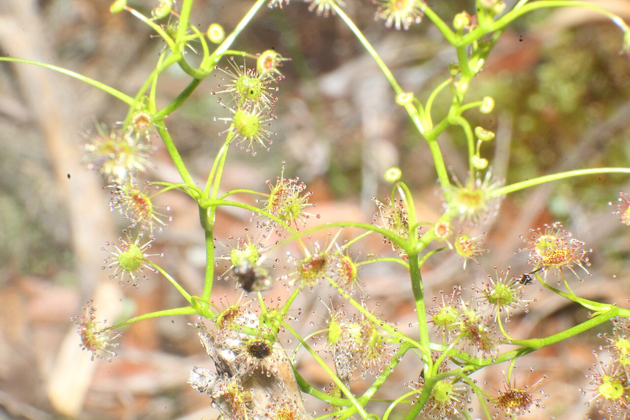 Drosera erythrogyne — the trap in close-up