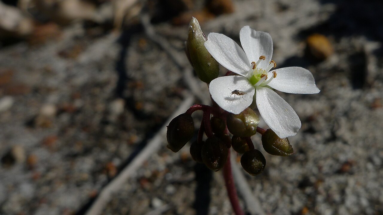 Drosera erythrorhiza — the flower