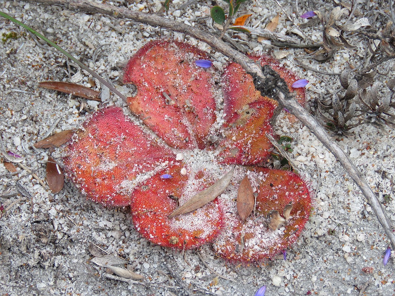 Drosera erythrorhiza