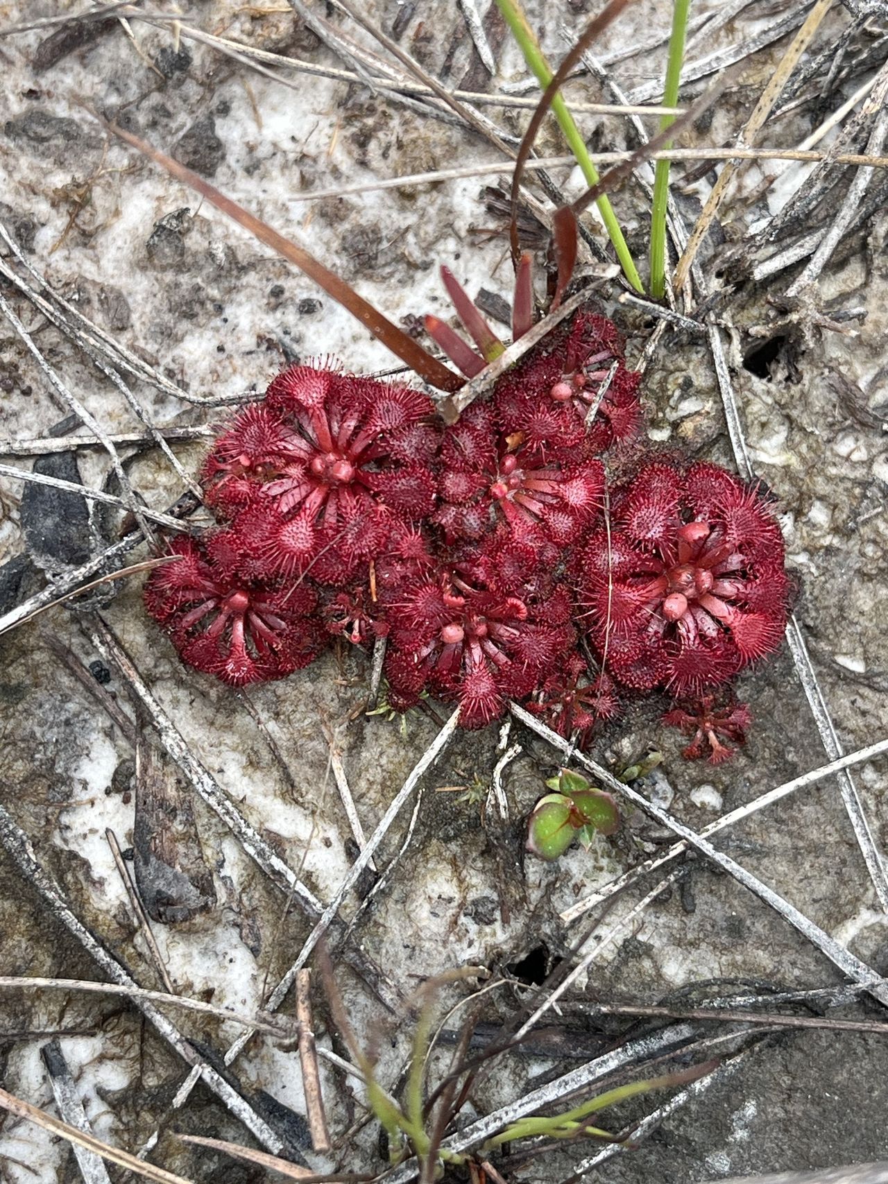 Drosera esmeraldae