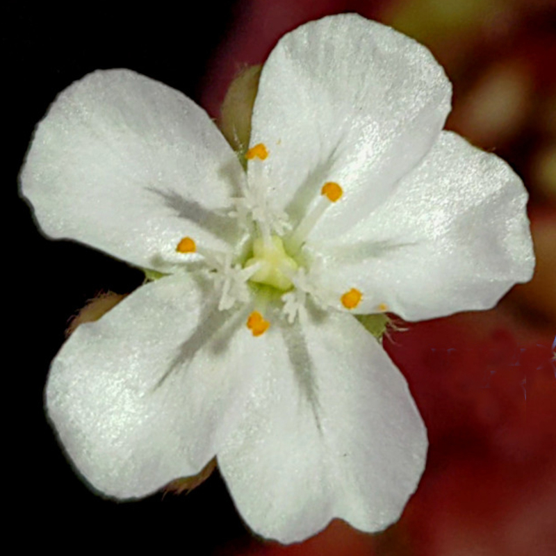 Drosera falconeri — de bloem