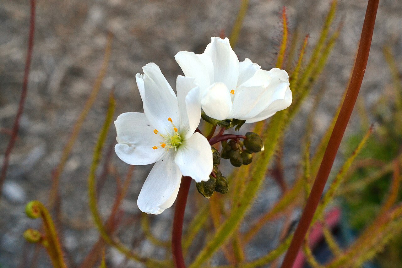 Drosera filiformis — la flor