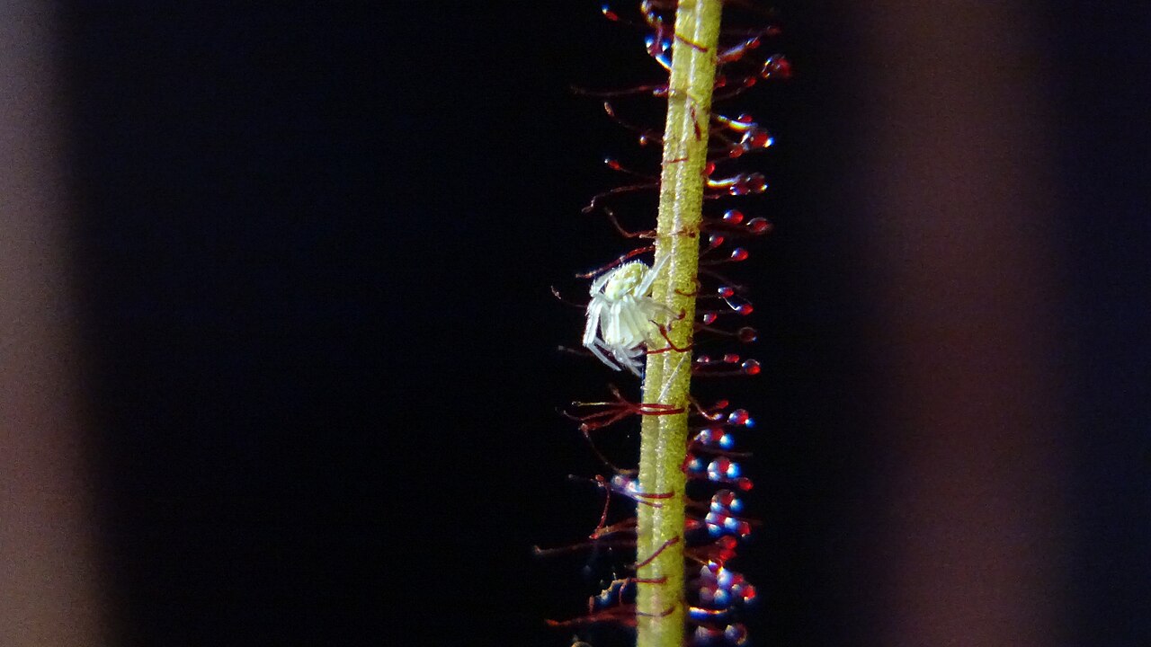 Drosera filiformis — la trampa de cerca