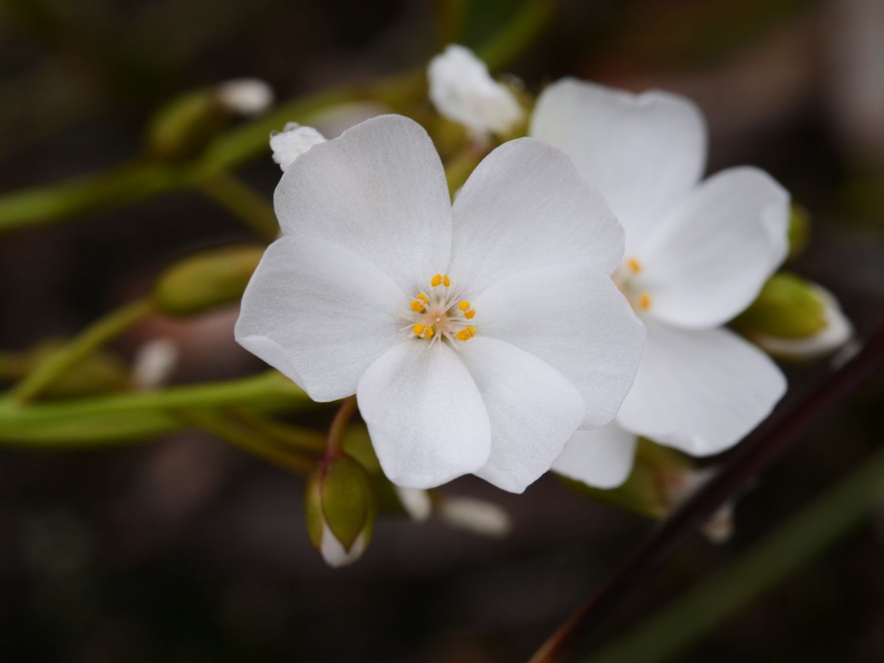 Drosera fimbriata