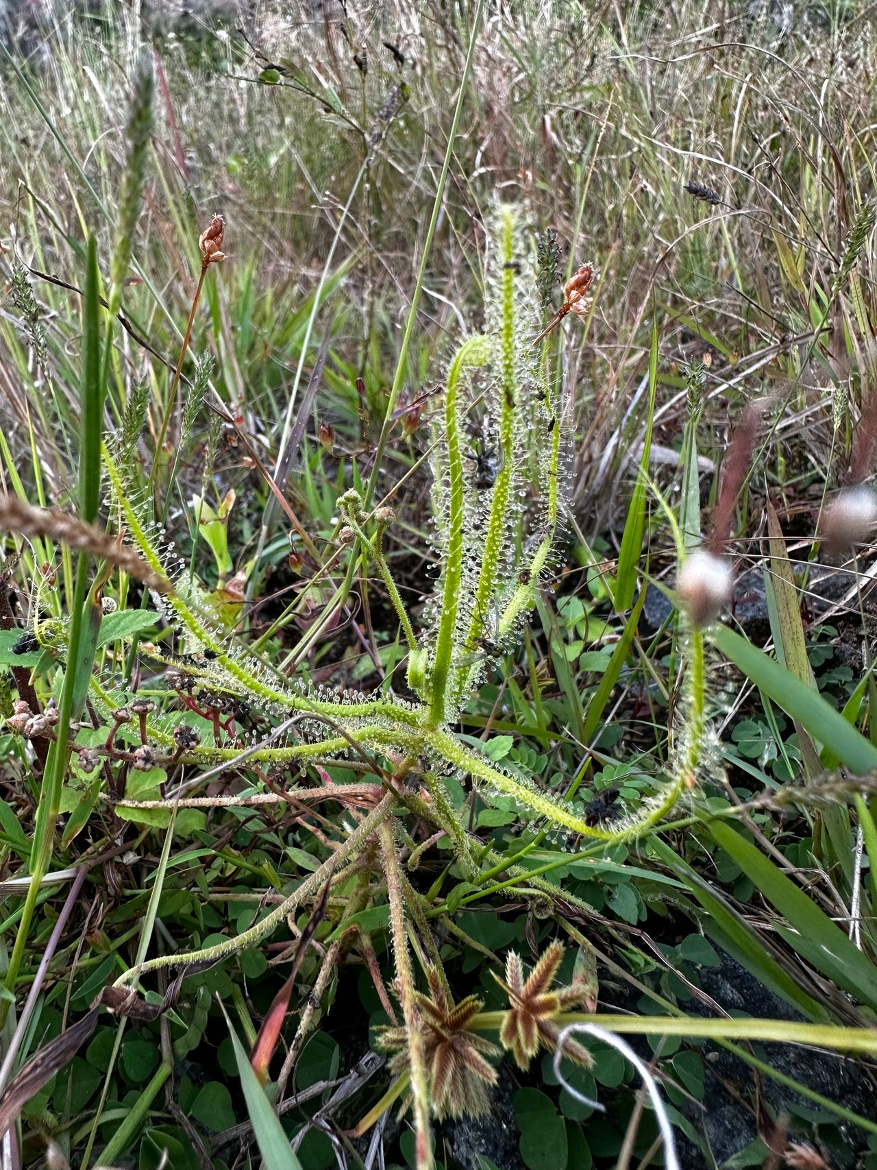 Drosera finlaysonii