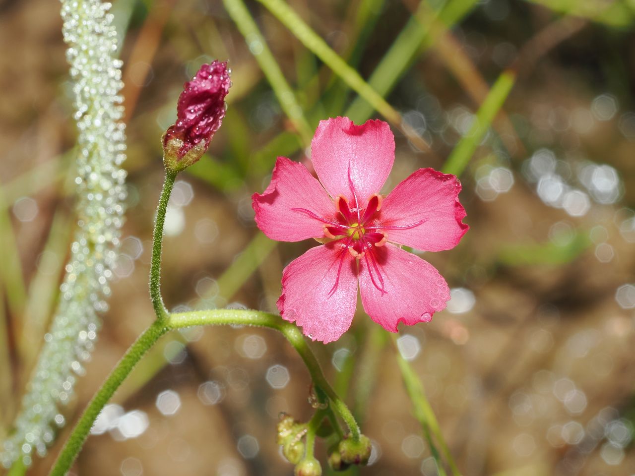 Drosera fragrans