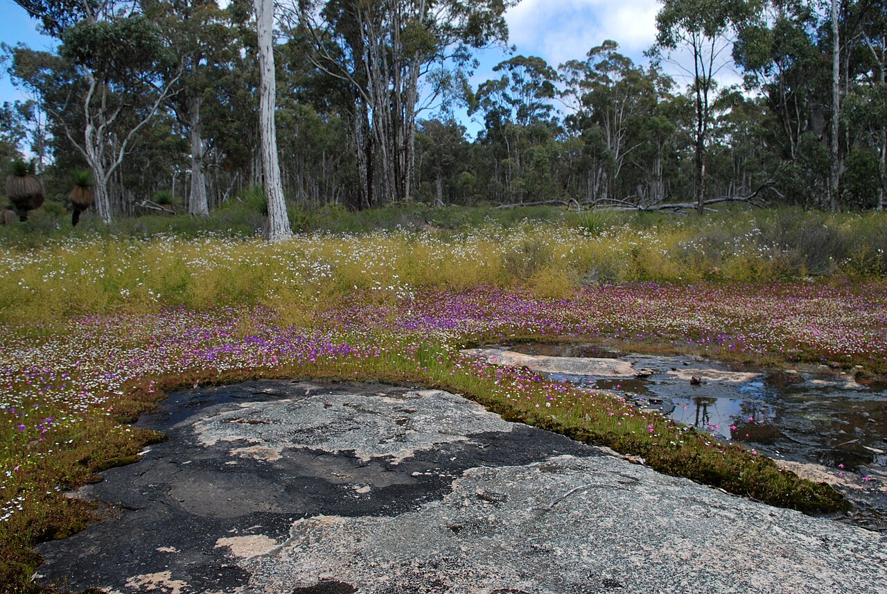 Drosera gigantea — the habitat