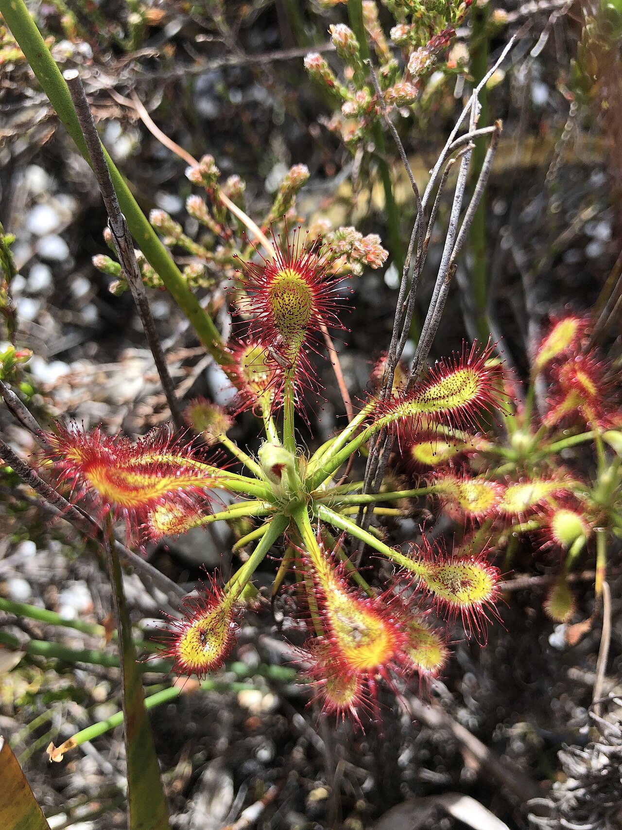Drosera glabripes