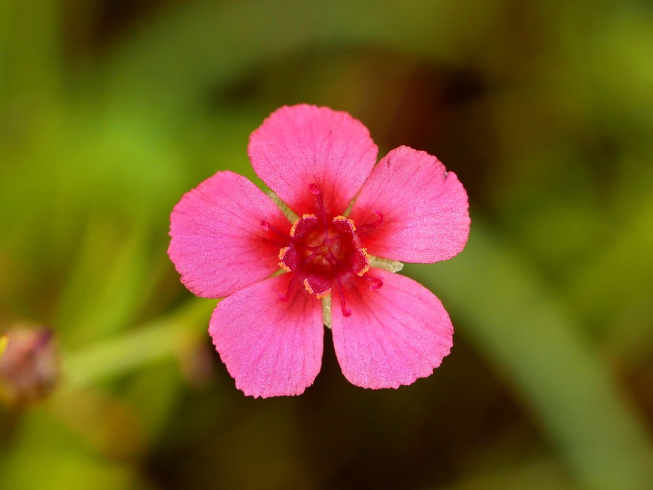 Drosera glabriscapa