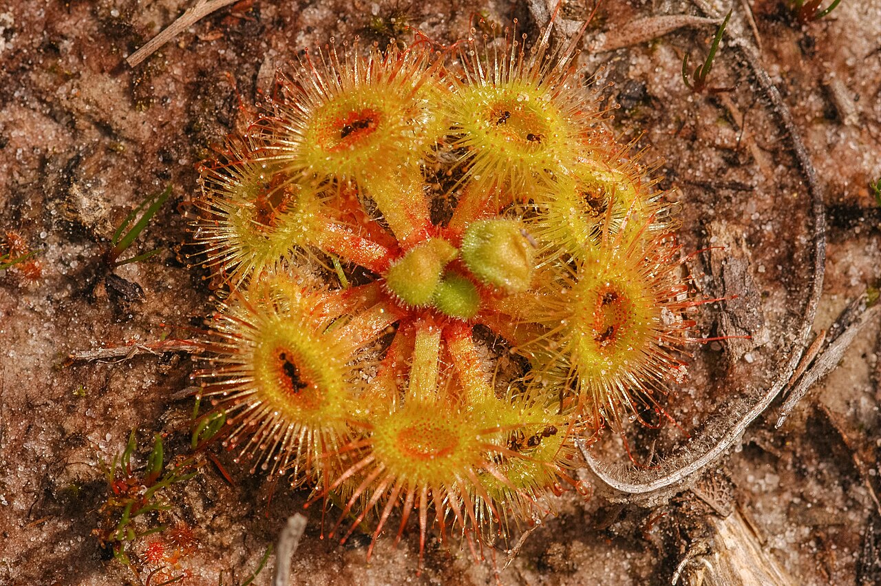 Drosera glanduligera