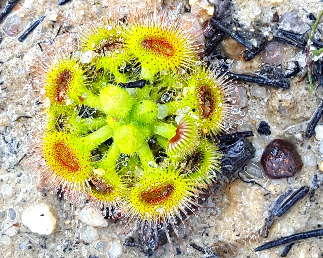 Drosera glanduligera — la trampa de cerca