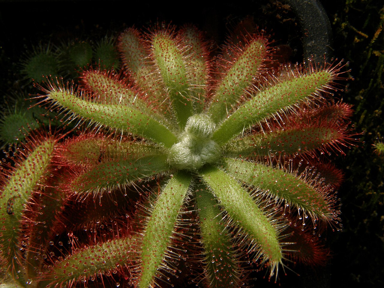 Drosera graomogolensis — de val van dichtbij
