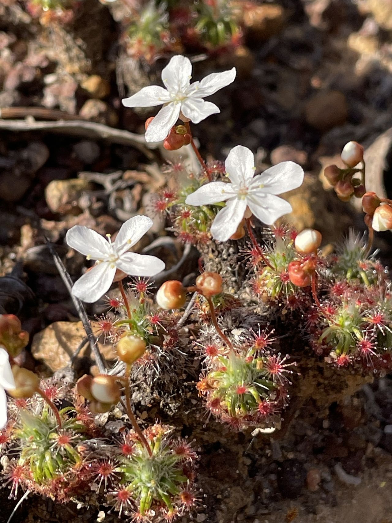Drosera grievei