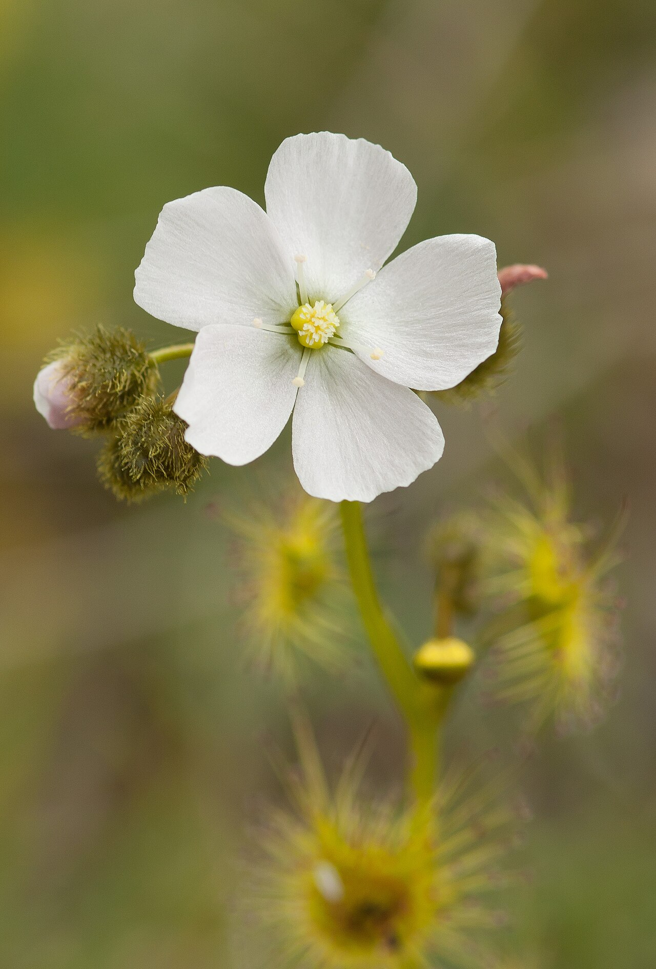 Drosera gunniana