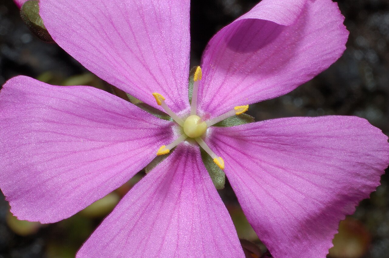 Drosera hamiltonii — de bloem