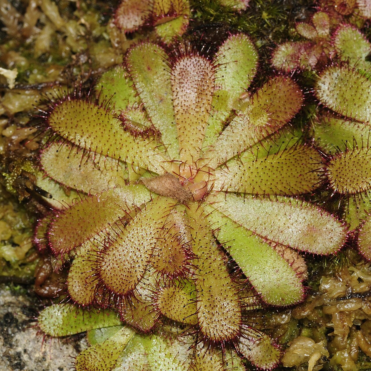 Drosera hamiltonii