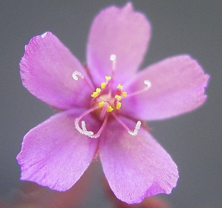 Drosera hartmeyerorum — la flor