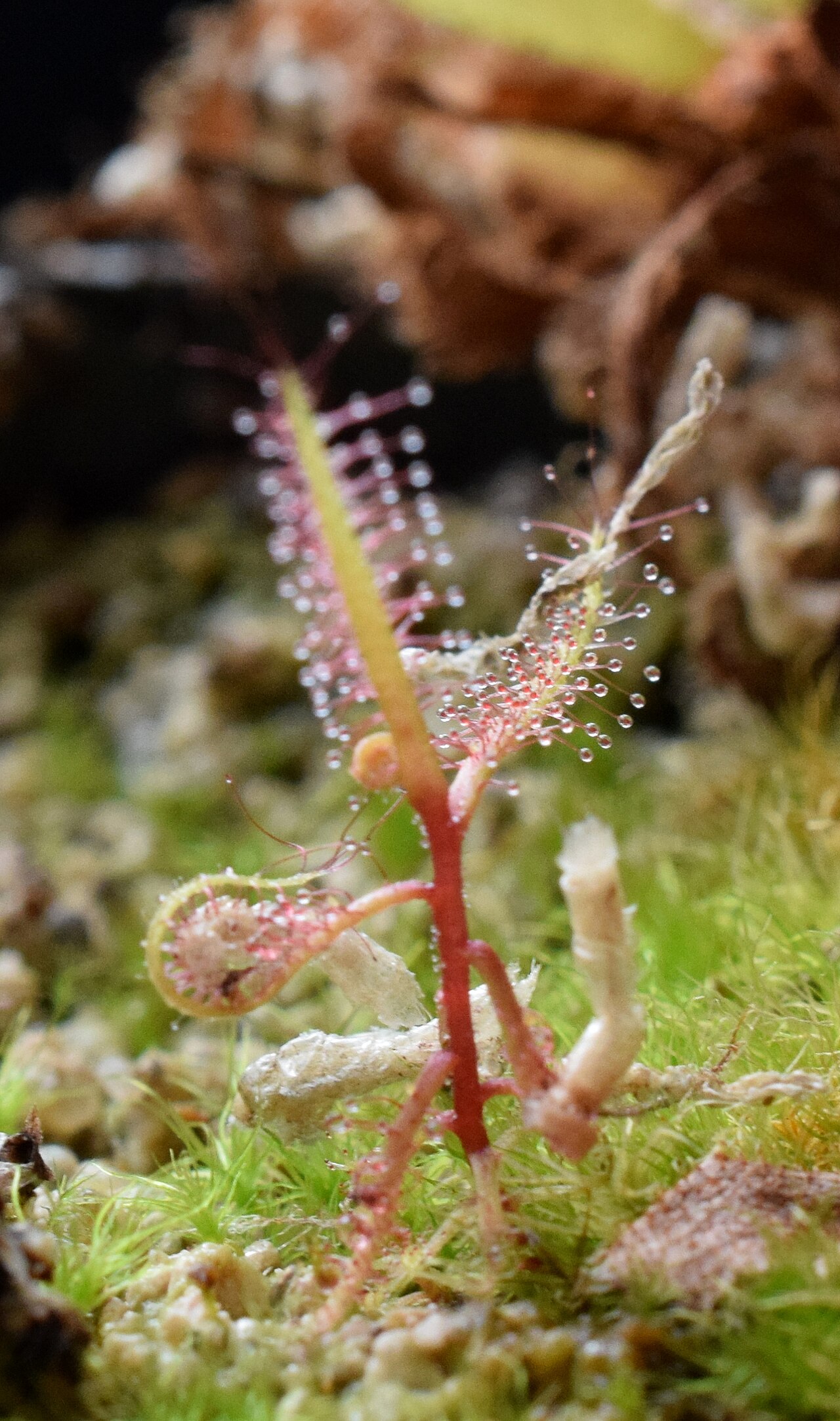 Drosera hartmeyerorum