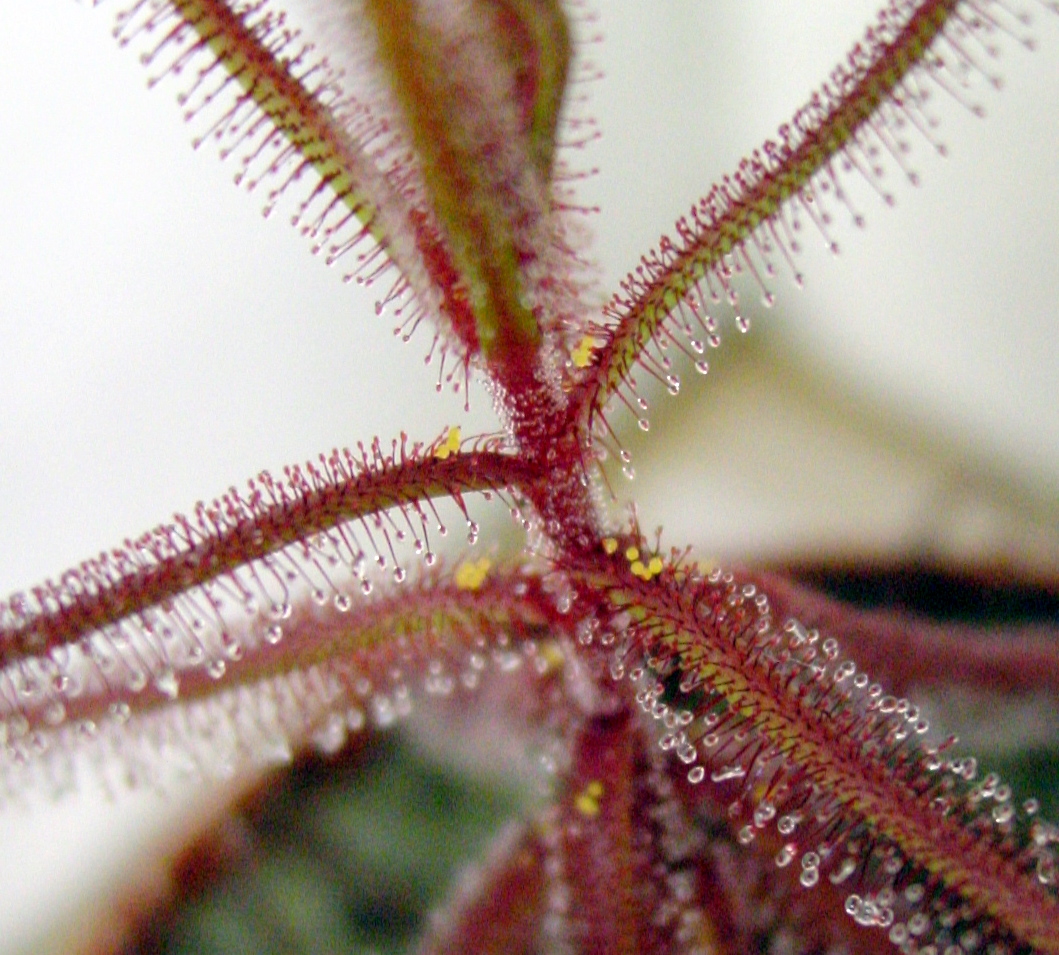 Drosera hartmeyerorum — la trampa de cerca