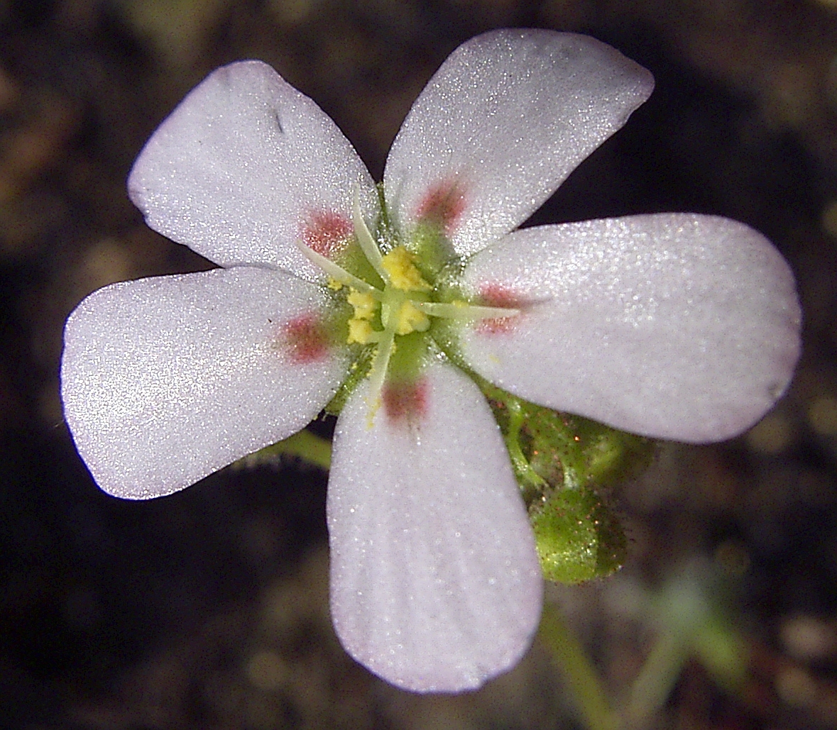 Drosera helodes — de bloem