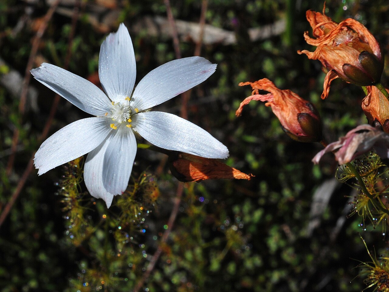 Drosera heterophylla — the habitat
