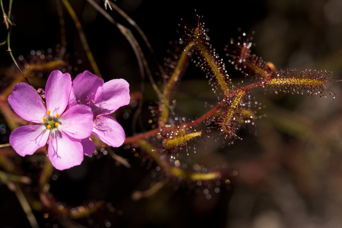 Drosera hilaris — the trap in close-up