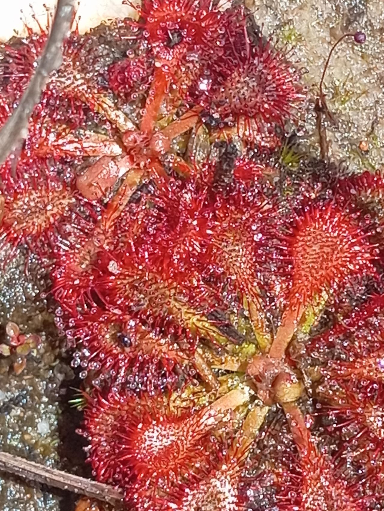 Drosera hirtella