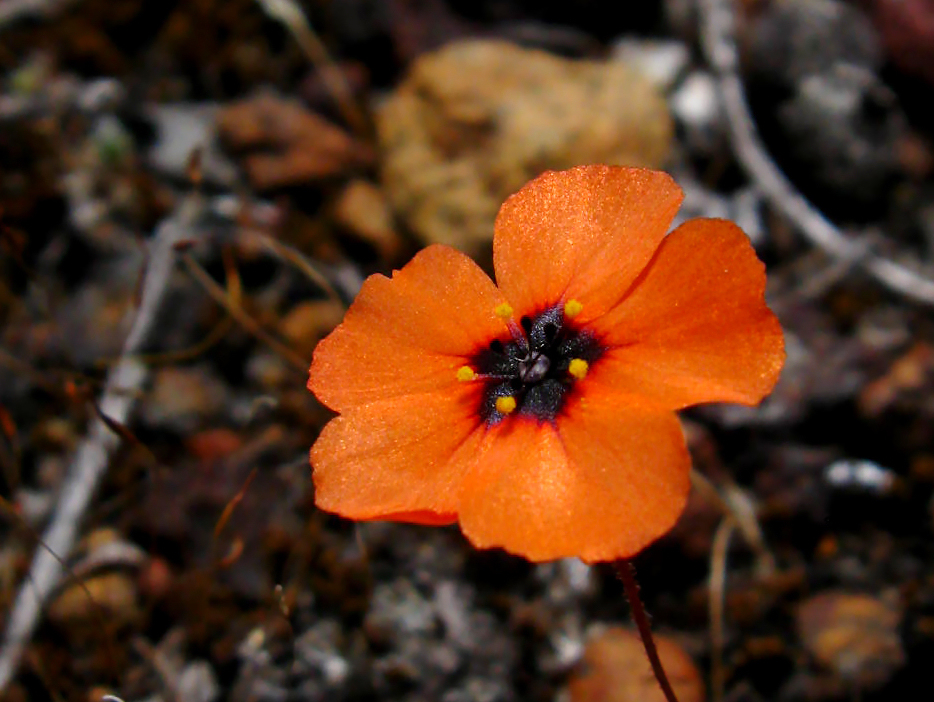 Drosera hyperostigma — the flower