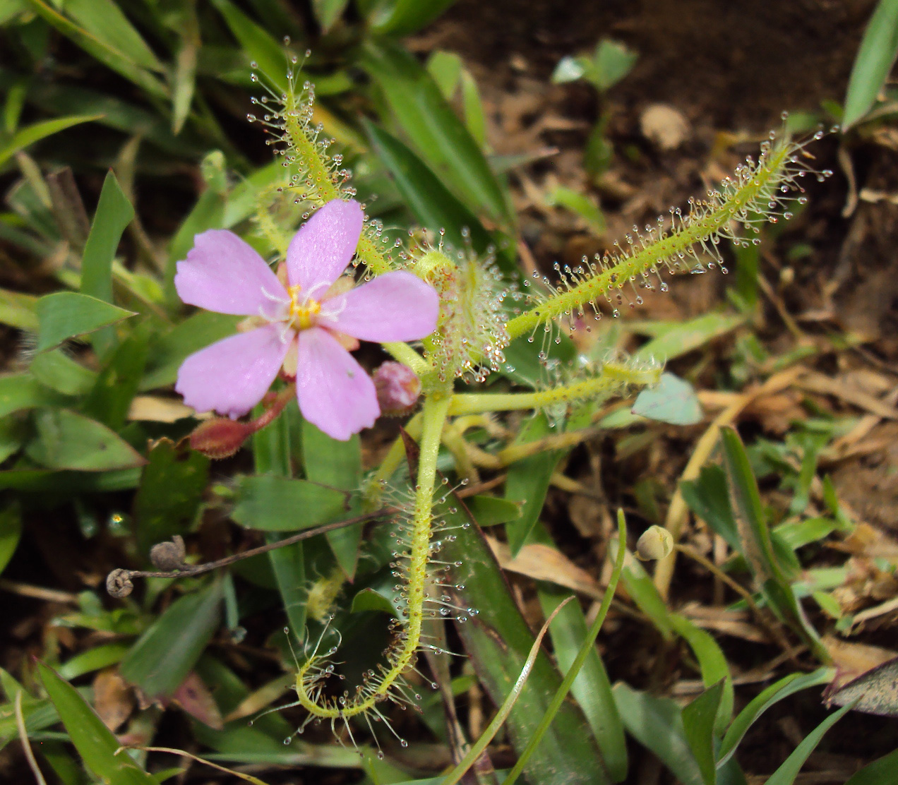 Drosera indica — the flower