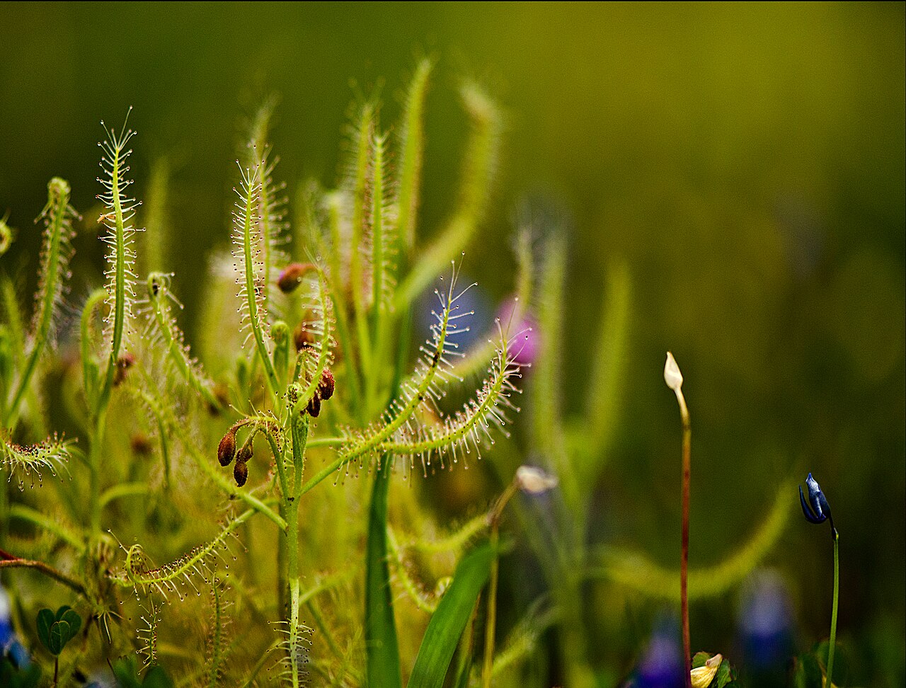 Drosera indica — the habitat