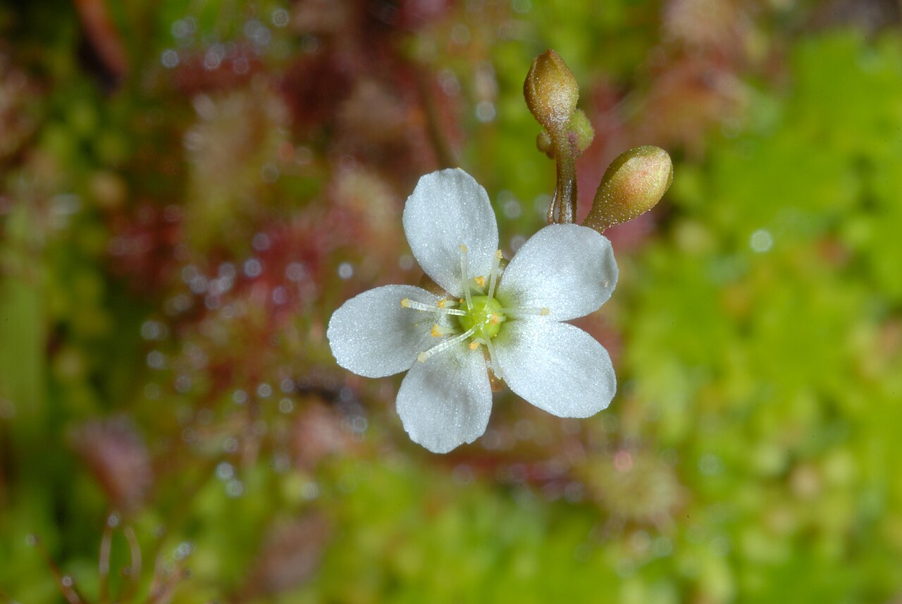 Drosera intermedia — de bloem
