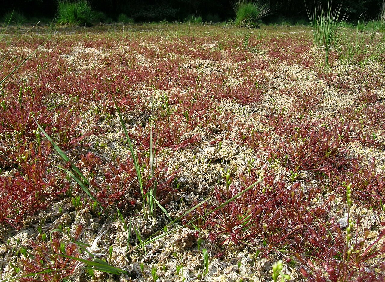 Drosera intermedia — de standplaats