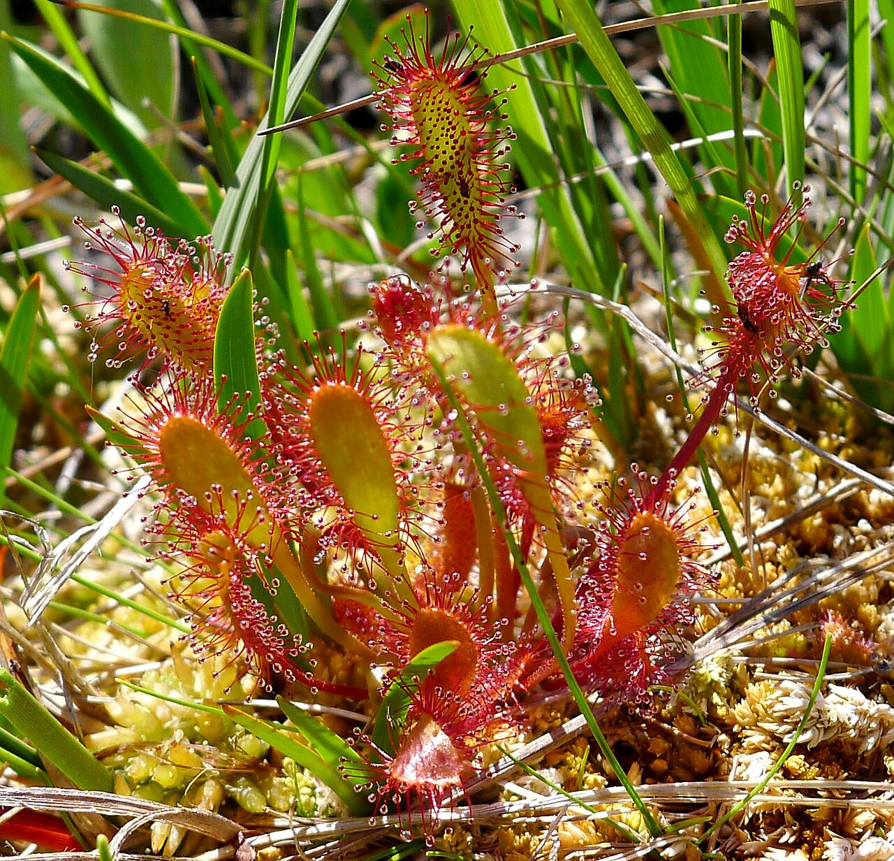 Drosera intermedia — de val van dichtbij