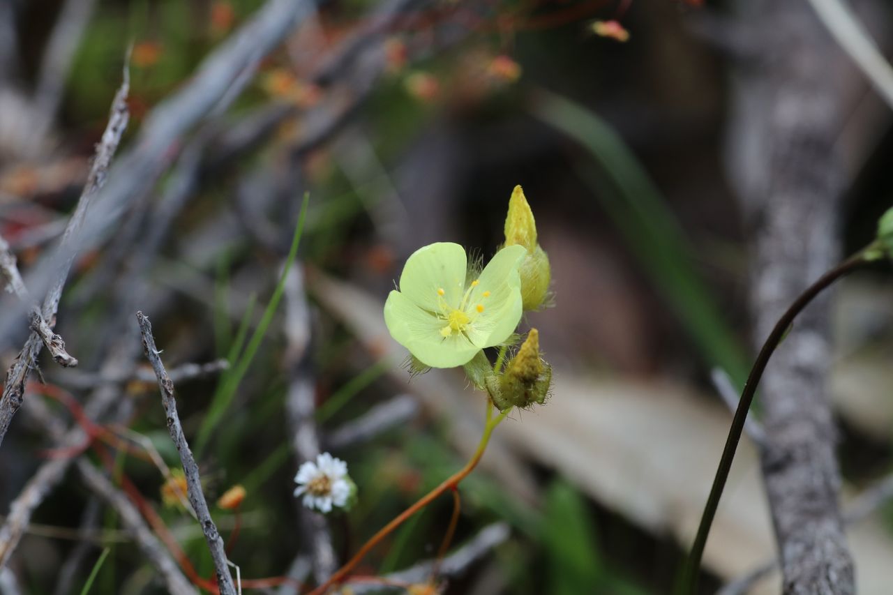 Drosera intricata
